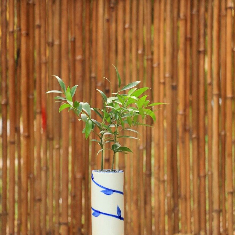 竹柏艺术盆栽桌面茶台办公桌装饰绿植