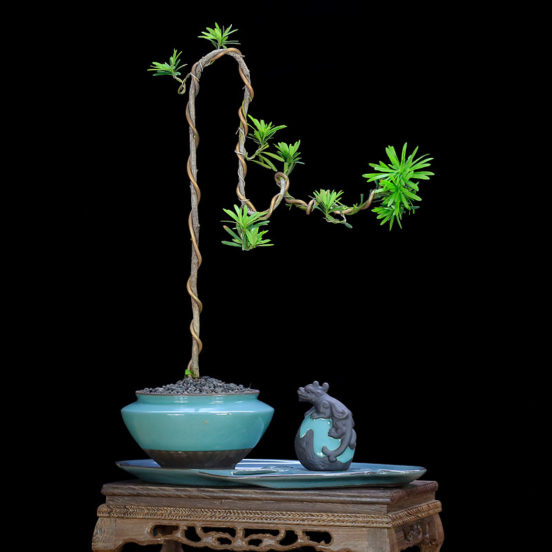 小叶雀舌罗汉松造型文人树盆景植物室内盆栽绿植玄关软装艺术装饰