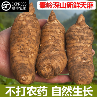 陕西秦岭农家自种新鲜天麻