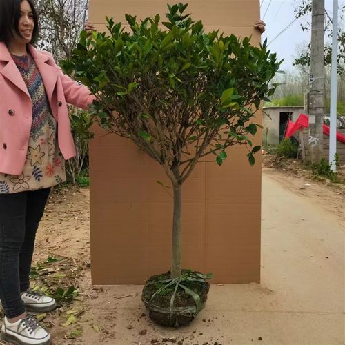 四季大叶栀子花树苗庭院别墅外阳台大型棒棒糖栀子花地栽盆栽大花