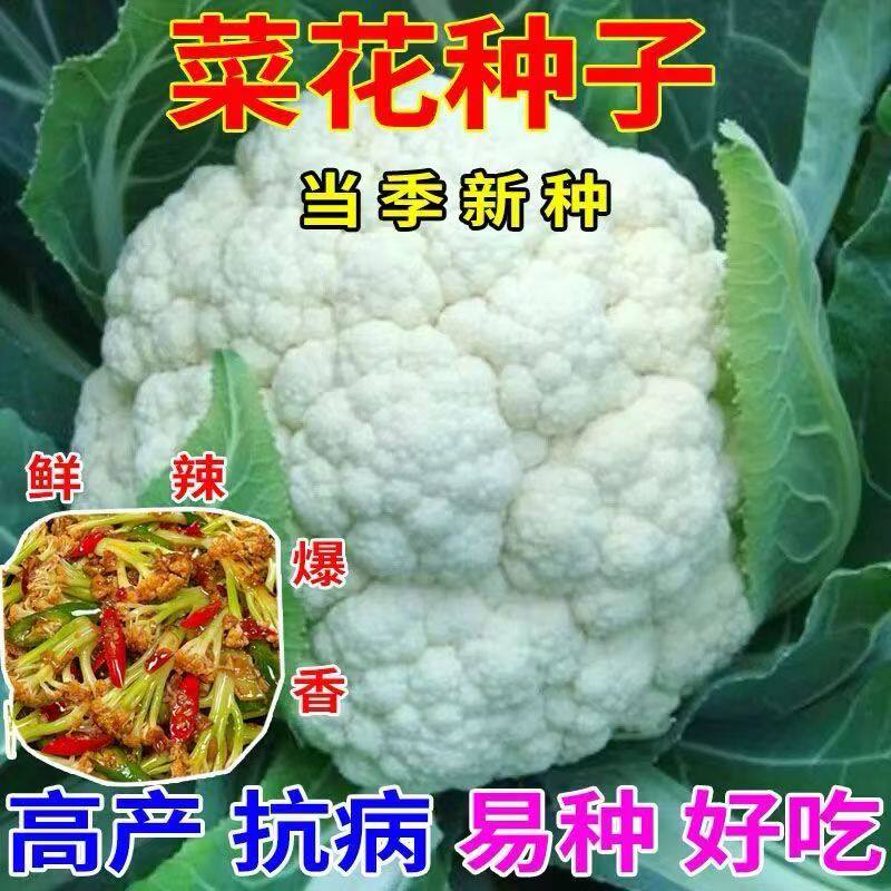 正品白花菜种子紧凑菜花籽田园庭院有机蔬菜花椰菜种子易种植管理