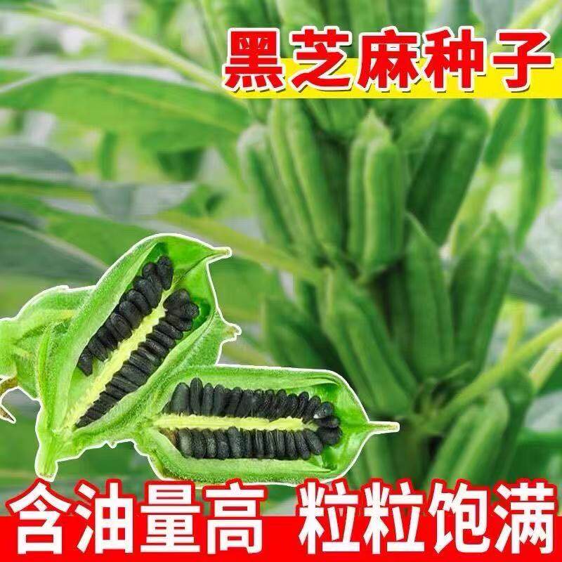 早熟高产高油黑芝麻种子