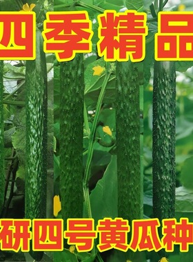 津研4号黄瓜种子青皮绿瓤 津研四号黄瓜籽甜脆嫩绿刺黄瓜籽蔬菜籽