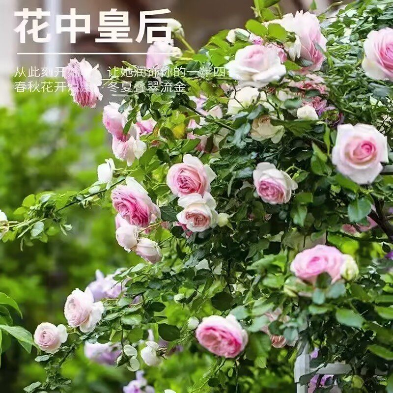 四季蔷薇花种子盆栽新手易种