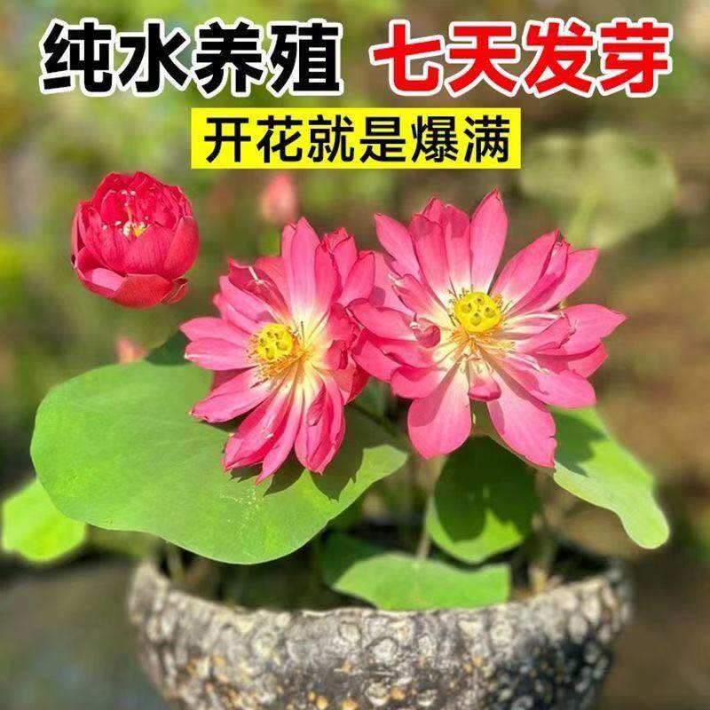 碗莲荷花种子四季开花水培盆栽