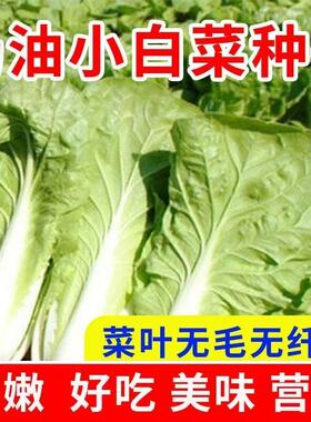 【原装新种】四季奶油小白菜快菜蔬菜种子耐热速生青菜四季盆栽种