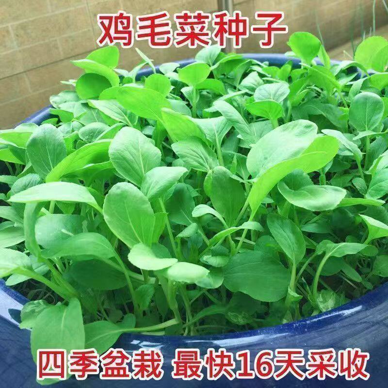 不生虫四季播速生抗热耐寒鸡毛菜