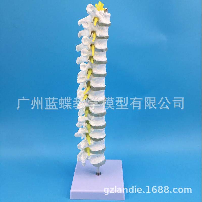 胸椎带椎间盘与脊神经 人体胸椎骨 脊椎骨模型 全胸段脊椎排列