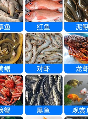 白色帆布鱼池塑料养殖水箱蓄水池加厚刀刮布养鱼池水袋带支架定制