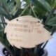 植树节挂牌小树苗木质树牌w植物标签牌户外防水学校树木名字木牌