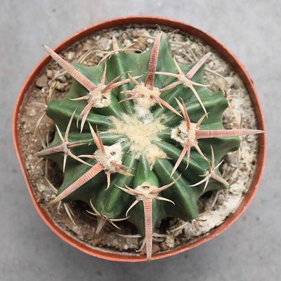 宽刺凌波实生仙人球稀有大颗美观开花好养仙人掌阳台庭院小盆栽