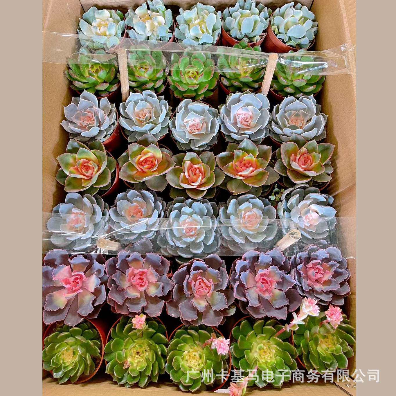 【基地直批】多肉植物多品种随机混装拼箱单装肉肉盆景组合小盆栽
