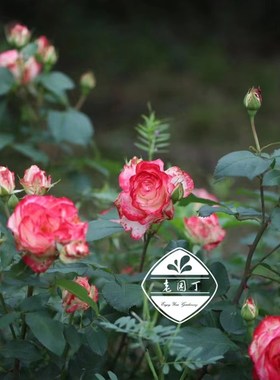 绿园美植  摩纳哥公爵 丰花月季红白复色少刺抗病庭院阳台盆栽