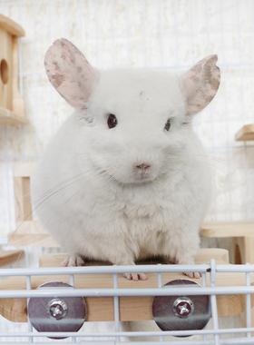 达洋笼子R5R6l龙猫跳板踏板跳台木窝木屋兔子底板实木防水包边