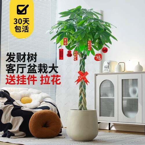 发财树客厅盆栽大室内植物大型绿植办公室盆景乔迁开业花卉辫子