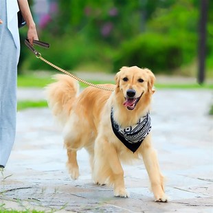 狗狗牵引绳链子不锈钢遛狗链项圈P链小中大型犬防咬宠物用品加粗