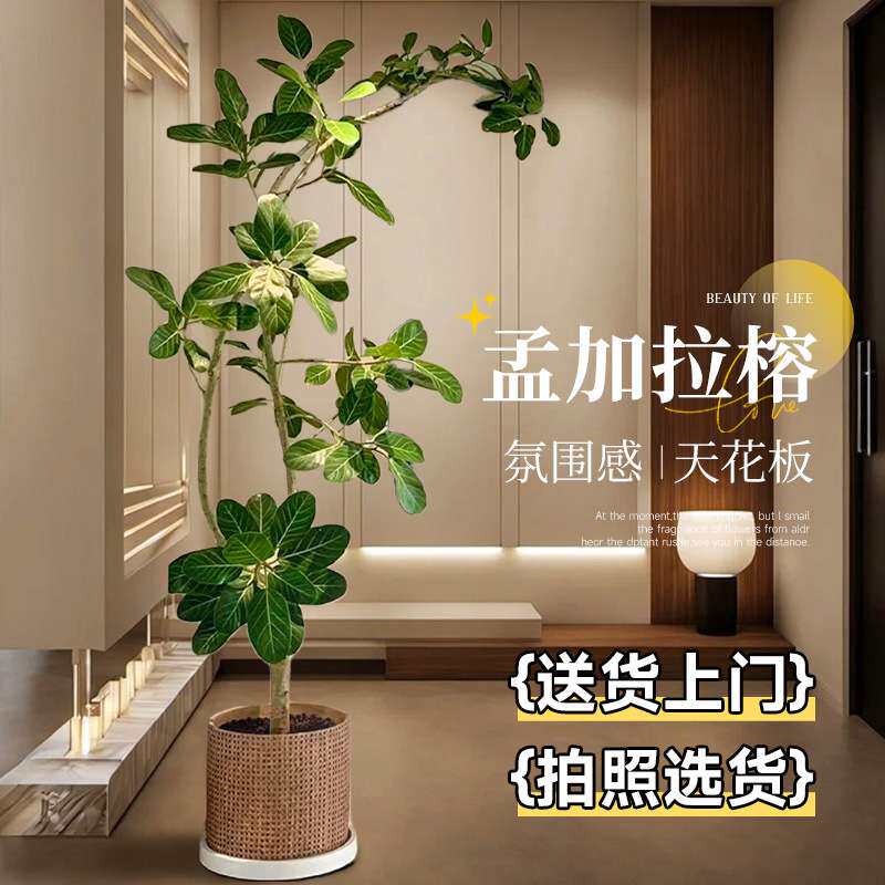 孟加拉榕客厅绿植造型黄金榕高山榕树室内盆栽大型植物落地橡皮树