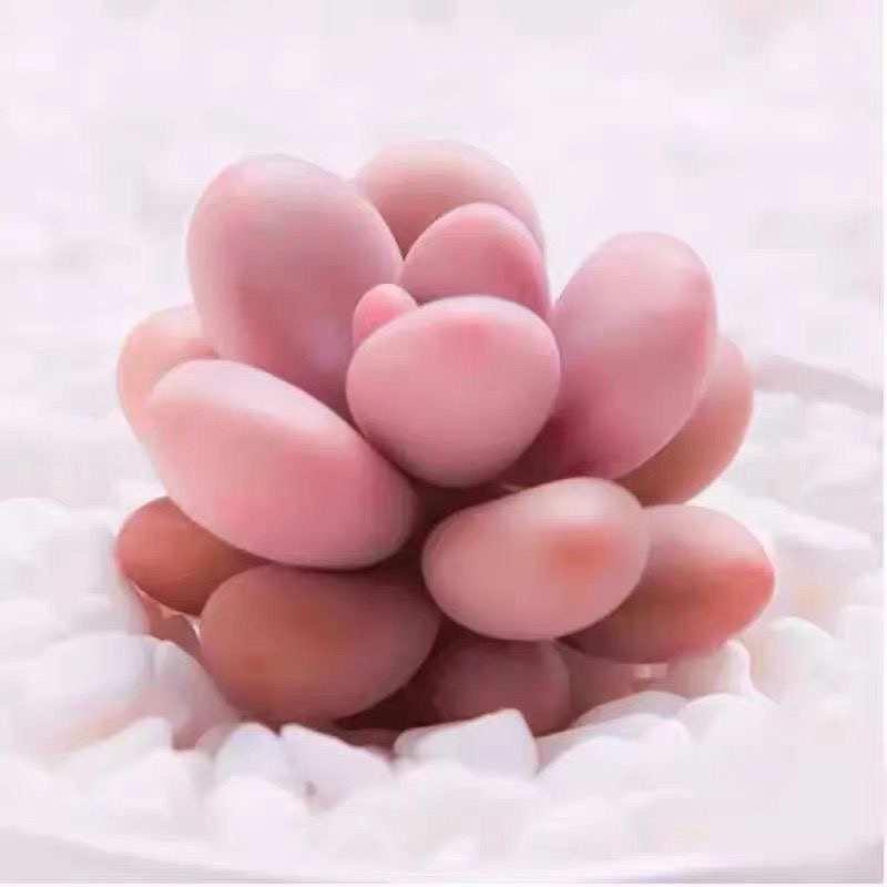 韩版汤圆手指奶酪多肉植物肉肉超萌新手桃蛋花卉糖豆迷你盆栽绿植