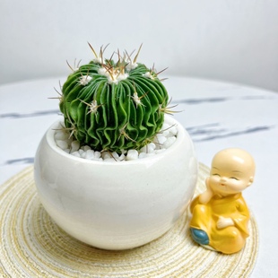 开花仙人球多凌玉稀有精品千波万波多肉植物办公室盆栽绿植