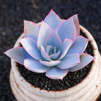 广寒宫薄叶三仙多肉植物组合盆栽易养活状态大颗老桩肉肉