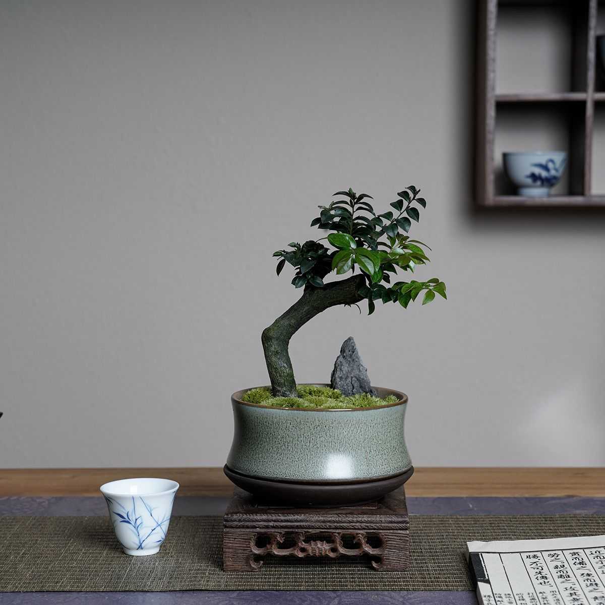 千花匠小叶紫檀盆景树桩室内花卉植物办公桌面绿植千黑骨茶