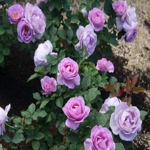 蓝色风暴月季阳台庭院玫瑰花四季盆栽玫瑰花苗花S期长直立灌木月