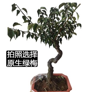 原生绿梅老桩带花苞盆栽梅w花盆景树苗实物图一物一拍绿萼梅花