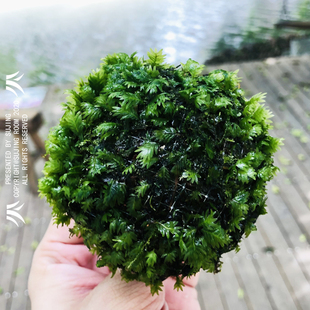 生态瓶辣椒蟹微景观水生陆生莫斯苔藓植物创意玻璃懒人植螃蟹缸