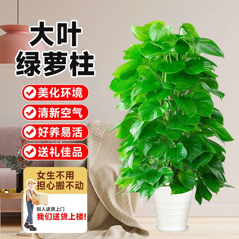 净化空气大型叶好养绿萝大盆的绿萝带盆办公室除甲醛绿植室内盆栽