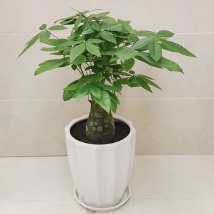 发财树盆栽老桩独k根粗杆办公室内客厅绿植净化空气开业送礼花卉