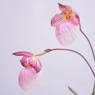 玉女兜兰硬叶兜兰盆栽趣味植物 室内花卉 办公室绿植客厅