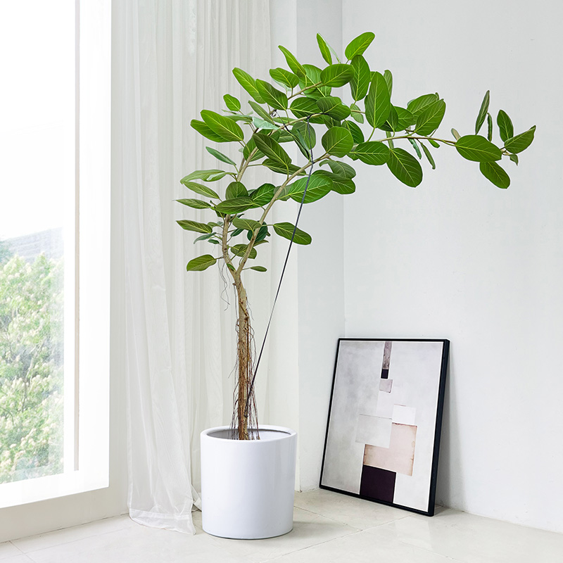 飘枝高山榕盆栽造k型孟加拉榕绿植大型室内客厅植物榕树新居除甲