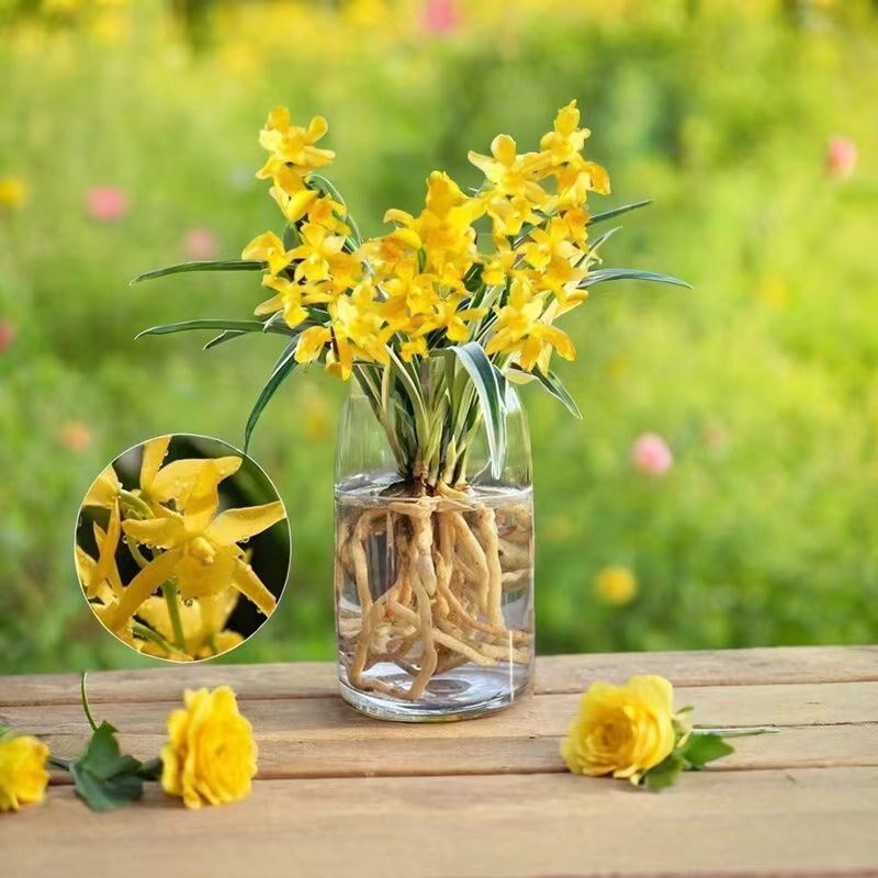 水培金边兰花苗金枝玉叶室内办公室小盆栽绿植花卉苗好养四季兰花