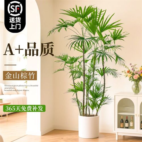 金山棕竹盆栽室内大型绿植客厅植物落地式小细叶四季好养竹子花卉