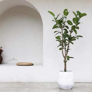 仿真高山榕盆栽室内绿植盆景农家乐客厅摆件装饰园林景观软装庭院