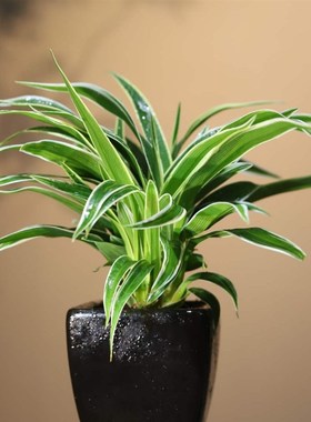 桌面绿植盆栽金边吊兰净化空气绿色书房室内V植物庭院美观