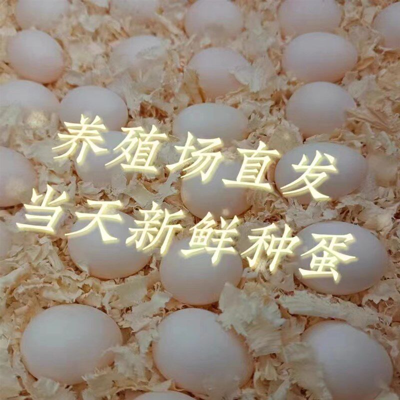 会说话新鲜玄凤鹦鹉受精蛋桃脸牡丹虎皮鹦鹉受精鸟种蛋可人工孵化