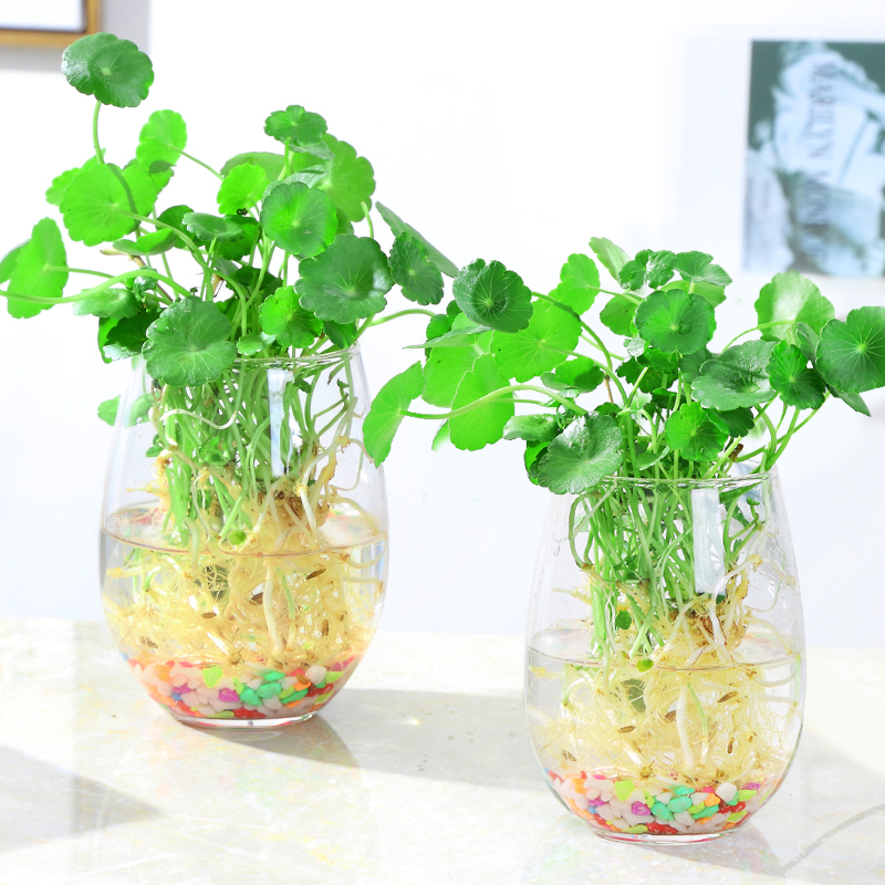 简约透明清新水培铜钱草花瓶玻璃水养I花盆风信子绿萝植物插花瓶