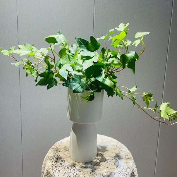 H吊兰植物常春藤新房净化空气好爬藤盆栽长藤吊兰室内阳台花卉好