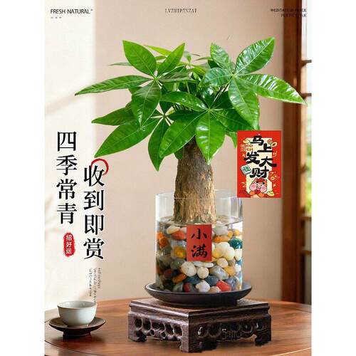 发财植树小盆栽水培植物室内旺物DSC_发财面宅公室桌绿懒人招财植