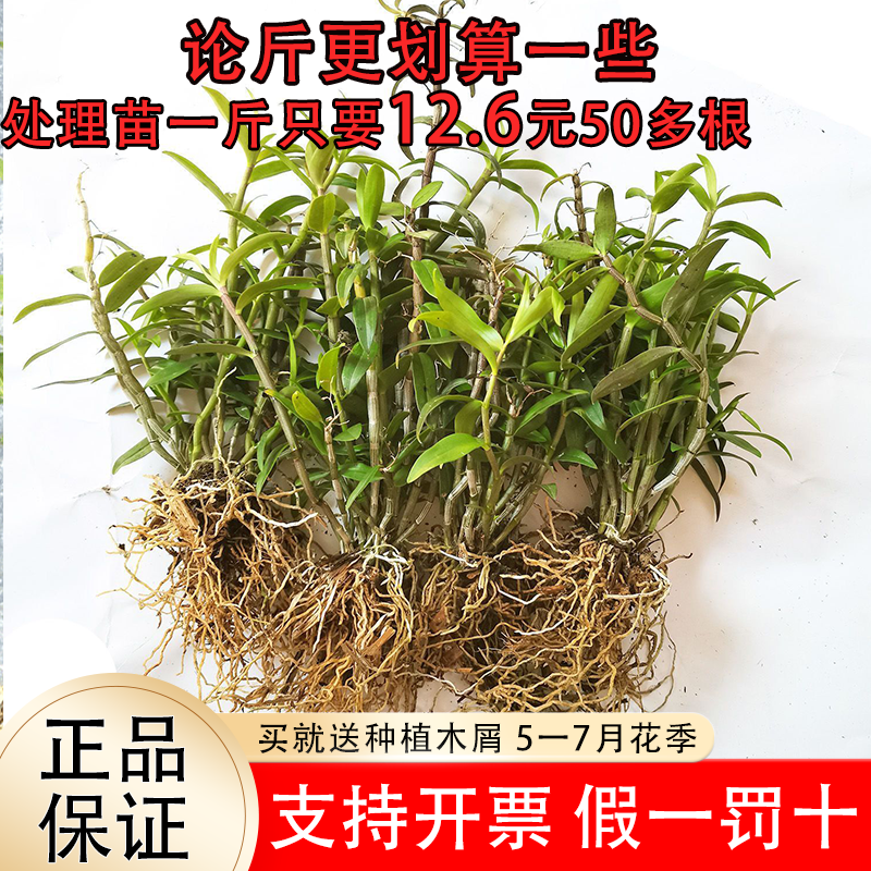 可食用铁皮石斛苗红杆5一7月花季