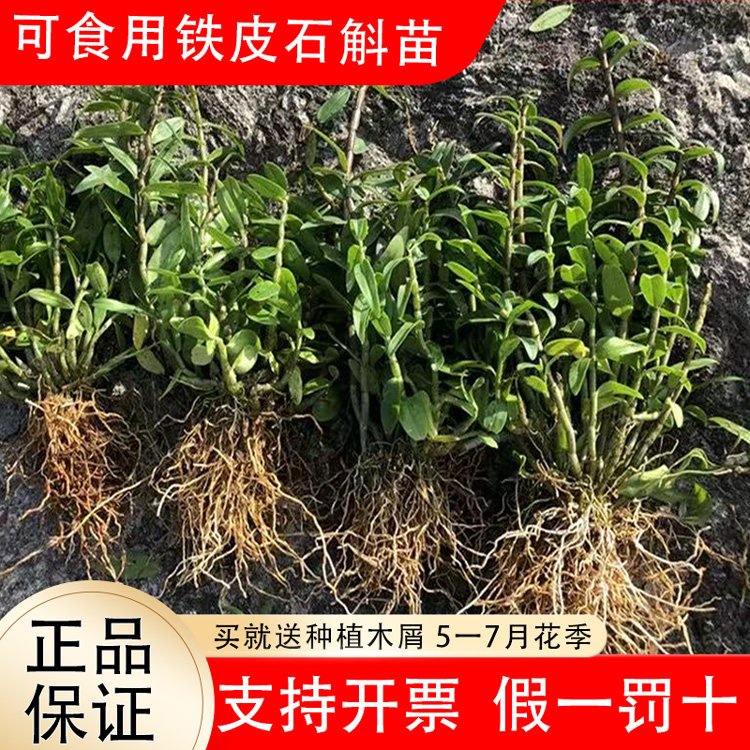 可食用铁皮石斛苗盆栽