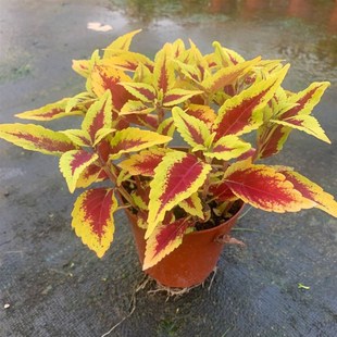 彩叶草净化空气喜阳耐晒绿植庭院阳台花看好养观叶室内植物盆栽