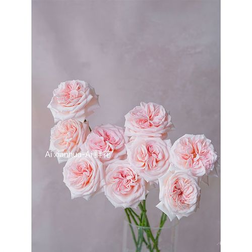 粉嫩仙气飘飘奥斯汀花型粉香味浓郁清秀荔枝玫瑰鲜花好养送花花束