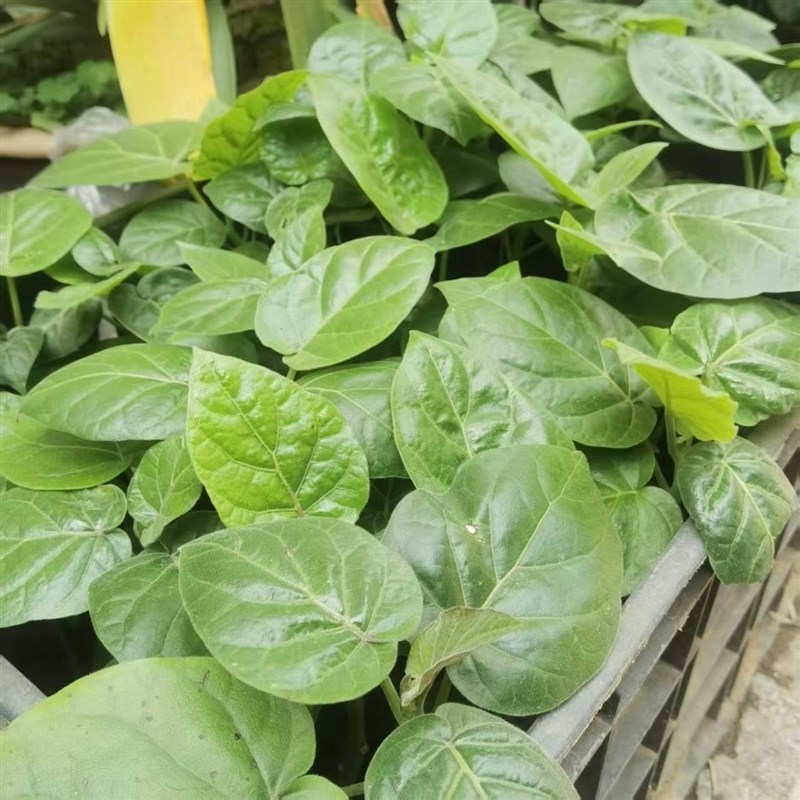 云南袋装树番茄苗树上西红柿苗生吃水果番茄苗树番茄杯苗营养土苗