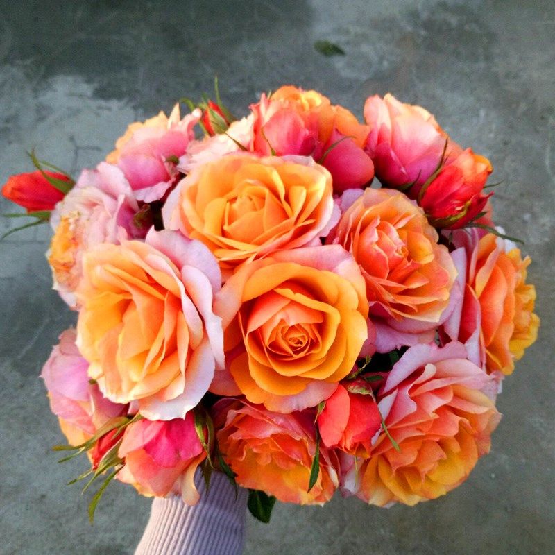 艾帕索月季花苗四季浓香灌木大花苗阳台盆栽庭院地栽切花玫瑰欧月