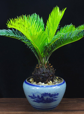铁树盆栽苏铁盆景办公室内客厅花卉阳台四季常青好养植物桌面绿植