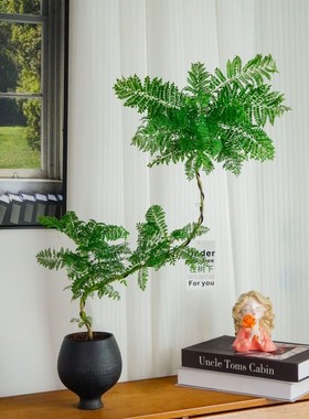 [蓝色的花楹]土培造型蓝色的x花楹室内高级景观好看好养优雅绿植L