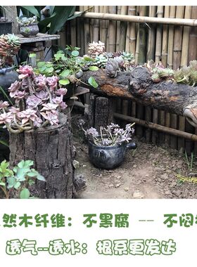 多肉花盆木头透气树桩树干老木槽原生态风化枯老木庭院阳台造景