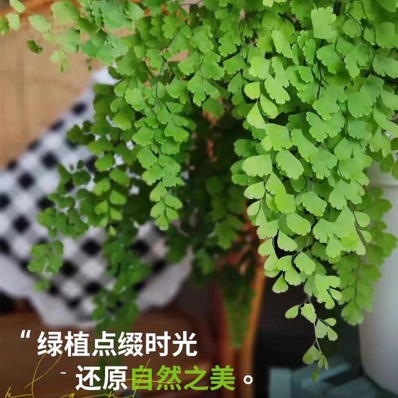 铁线蕨绿植盆栽客厅吸甲醛绿植凤尾蕨铁丝草室内耐阴狼尾蕨类植物